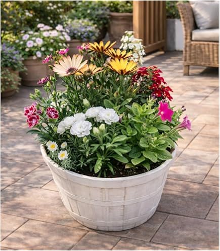 Amazon｜赤蝦夷松寄せ植え素材10本｜観葉植物 オンライン通販