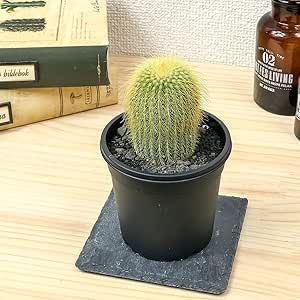 Amazon Co Jp サボテン パロディア 金晃丸 きんこうまる 3号鉢 Parodia Leninghausii ホーム キッチン