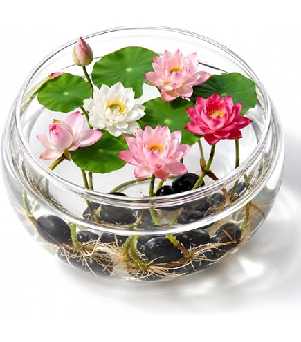Amazon.co.jp: 【10粒＋予備1粒】ミニハスの種 茶碗蓮 ハスの種 ミニ蓮