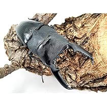 生物　閲覧用 詳細検索：環境省