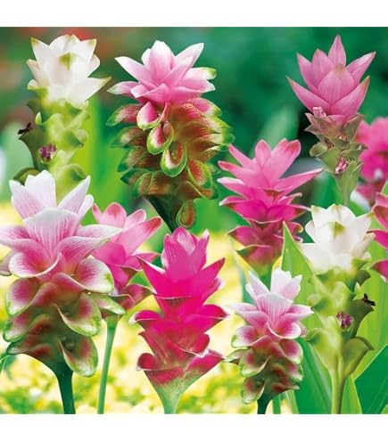 Amazon.co.jp: 初心者さんにも ! 夏の花 クルクマ シャローム 生きて