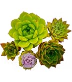 Amazon.co.jp: 【Succute】多肉植物 寄せ植え 韓国カット苗 エケベリア