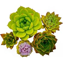 Amazon.co.jp: 【Succute】エケベリア 多肉植物 韓国苗（発根済み抜き