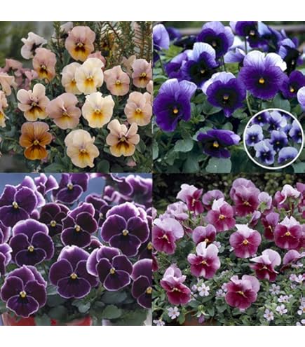 Amazon.co.jp: すみれ図鑑 2苗 ビオラ パンジー 苗 : DIY・工具・ガーデン