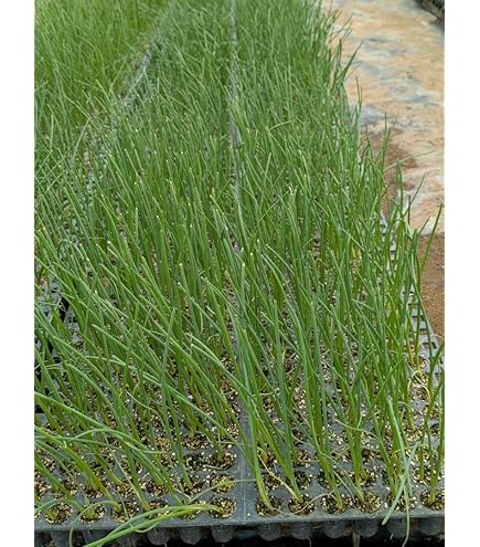 Amazon.co.jp: 玉ねぎ苗 10本～ 令和6(2024)年産 (スパート(極早生