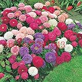 200 aster seeds chinese Chrysanthemum Callistephus Chinensis - Powder Puff Mix flower seeds for home
