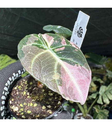 Amazon|アロカシア ブラックベルベット, ピンク斑入り観葉植物 Amazon|アロカシア ブラックベルベット, ピンク斑入り観葉植物