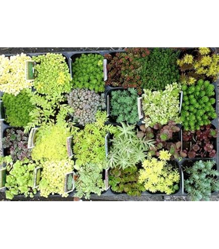 Amazon｜多肉植物 セダム つぶつぶ屋 おひめ 抜き苗｜観葉植物