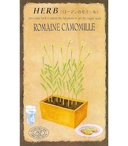 Amazon.co.jp: 植物種子 ローマンカモミール 種 100粒 : DIY・工具