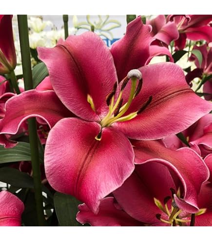 Amazon.co.jp: 豪華すぎるカサブランカ 芽出し球根 ユリの苗 №127