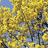 国華園　花木苗　イペー　1株【※発送が国華園からの場合のみ正規品です】