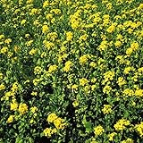 国華園　野菜たね　緑地・雑草抑制作物　早生なたね（農林３２号）　1袋（1kg）【※発送が国華園からの場合のみ正規品です】