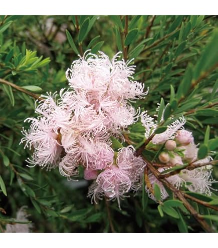 Amazon｜リューカデンドロン ポンデンス ネイティブプランツ｜観葉植物