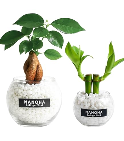 ガジュマル　 Amazon.co.jp: 精霊の宿る木ガジュマル＊Ficus microcarpa＊多幸