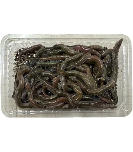Amazon.co.jp: 横溝商会 青イソメ 海水 (太, 100g) : ペット用品