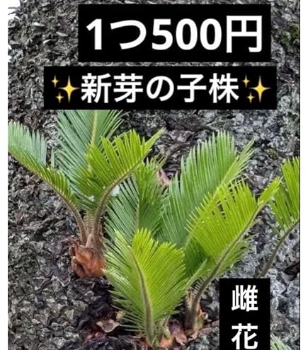 Amazon｜ソテツ 蘇轍 子株 新芽 苗 観葉植物 約30cm｜観葉植物