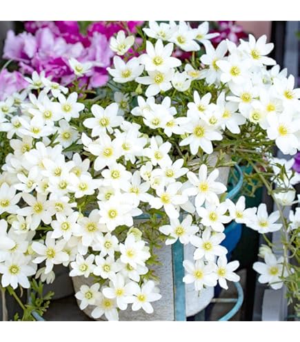 Amazon.co.jp: クレマチス HFヤング 開花株 6号鉢 鉢花 青 紫 ギフト