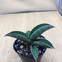 Amazon.co.jp: サンスベリア プフィステリー 多肉植物