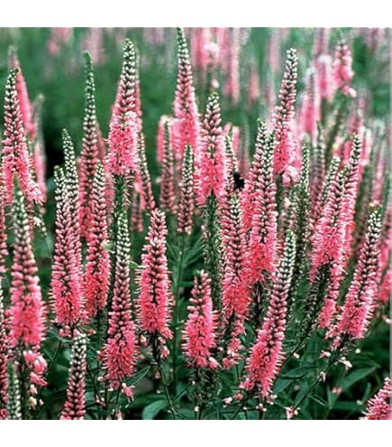 Amazon.co.jp: 宿根草 苗 アストランティア ローマ 10.5cmポット