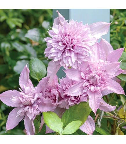 Amazon.co.jp: 正規品ラベル付き 人気品種クレマチス ホワイトライト 2