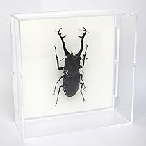 【昆虫標本】ギラファノコギリクワガタ　ガラスケース入り 昆虫標本】ギラファノコギリクワガタ ガラスケース入り｜Yahoo