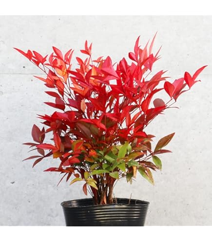 Amazon.co.jp: ITANSE 南天 Lサイズ 3.5号 1個売り 品種で選べる