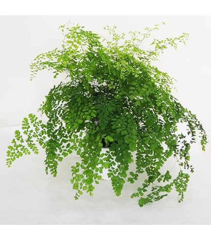 Amazon｜A 前葉体 アリシダ植物 レカノプテリス ルゾネンシス
