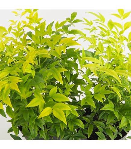 Amazon.co.jp: 希少大株?? バンクシア スワンプ オージープランツ 植栽