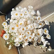 Jtoder Dried Daisy Flowers Bouquet, 200+ Real Dry White