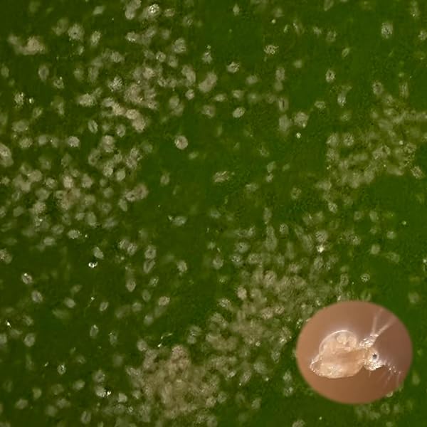 【メダカフレンド】タマミジンコ 約15000匹 (約5g) 大容量 魚の餌 生体 生クロレラ グリーンウォーター 入/めだか 金魚 熱帯魚 ベタ 稚魚 針子 微生物 メダカの餌 生き餌 ミジンコ - 1
