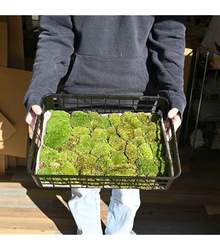 Amazon｜国産生水苔ナマミズゴケ｜観葉植物 オンライン通販