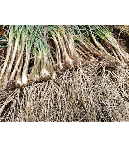 Amazon.co.jp: 元祖 沖縄本島産 島らっきょう種苗 100本 島ラッキョウ