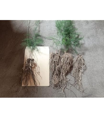Amazon.co.jp: 有用植物苗 アスパラガス ゼンユウガリバーR 3株 / 国