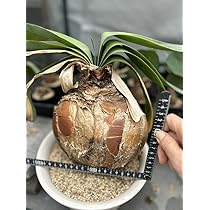 ［球幅約18cm］特大ブーファン・ハエマンソイデス　発根済　現地球　超選抜済 球幅約18cm］特大ブーファン・ハエマンソイデス 発根済 現地球