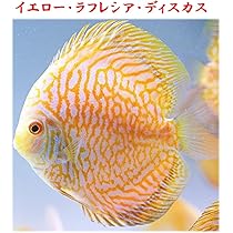 Amazon | 【1～3日以内発送】レッドダイヤモンドディスカス 12～13cm