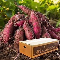 新芋　サツマイモ　おすすめ　芋　26 無添加 国産 冷凍 焼き芋 500g×1袋(4-6本入) 焼きいも 焼芋 茨城