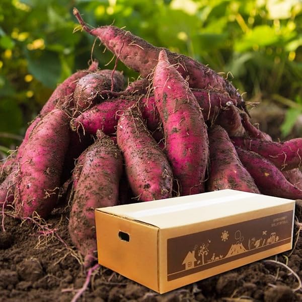 Amazon | 【新芋】紅はるか 5kg 土付き 生芋 (M～2Lサイズ混合