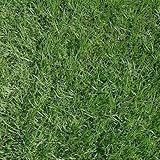 姫高麗芝(張り芝用)　つくば産　２平米(0.6坪分)