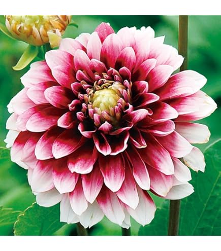 Amazon.co.jp: カフェオレディナープレート ダリア球根、植物、根、花