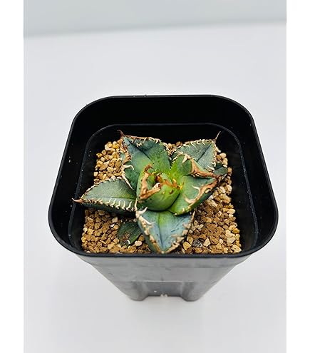 Amazon｜アガベ チタノタ SAD/Agave titanota 'South Africa Diamond
