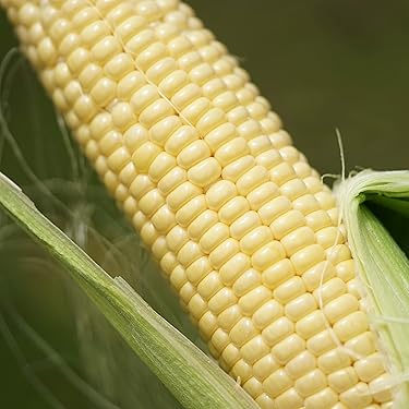 Amazon.co.jp ほしい物ランキング: とうもろこし で、ほしい物リストと