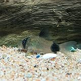 Amazon 熱帯魚 コリドラス パンダ ９匹 北海道 九州航空便要保温 Charm チャーム 水槽 アクアリウム 通販