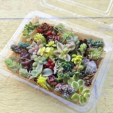 Amazon.co.jp 最新リリース: 観葉植物 の新着ランキングです。