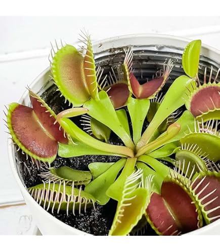 Amazon.co.jp: PLANCHU 食虫植物 ネペンテス グラシリス
