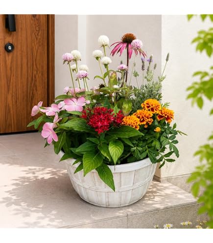 Amazon｜ペチュニア【桜モダン】の寄せ苗セット｜観葉植物 オンライン通販