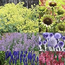 Amazon.co.jp: 宿根草 苗 セット 9cmロングポット 草丈の低い 6