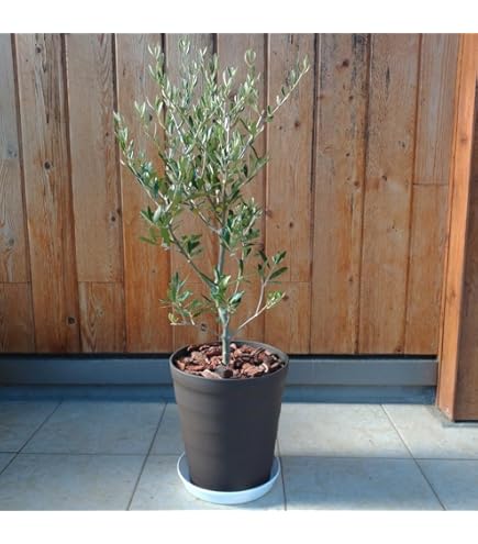 オリーブの木一本立ち 約3メートル 大鉢 オリーブの木