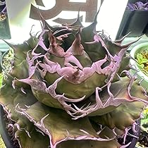 【上澳園芸】 アガベ チタノタshangao-005 車手（レーサー）優良血統 71t56Wkc-2L._AC_UL210_SR210,