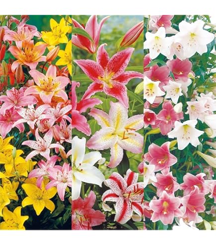 Amazon.co.jp: アマリリス 球根のみ 八重咲 エルバス 1球 / 国華園 24