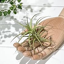 71tBgmPIeNL._AC_UL210_SR210, 71tBgmPIeNL._AC_UL210_SR210,